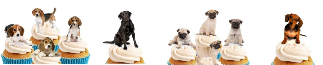 Animals Creative Collection