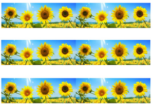 Sunflowers Edible Icing Cake Ribbon / Side Strips